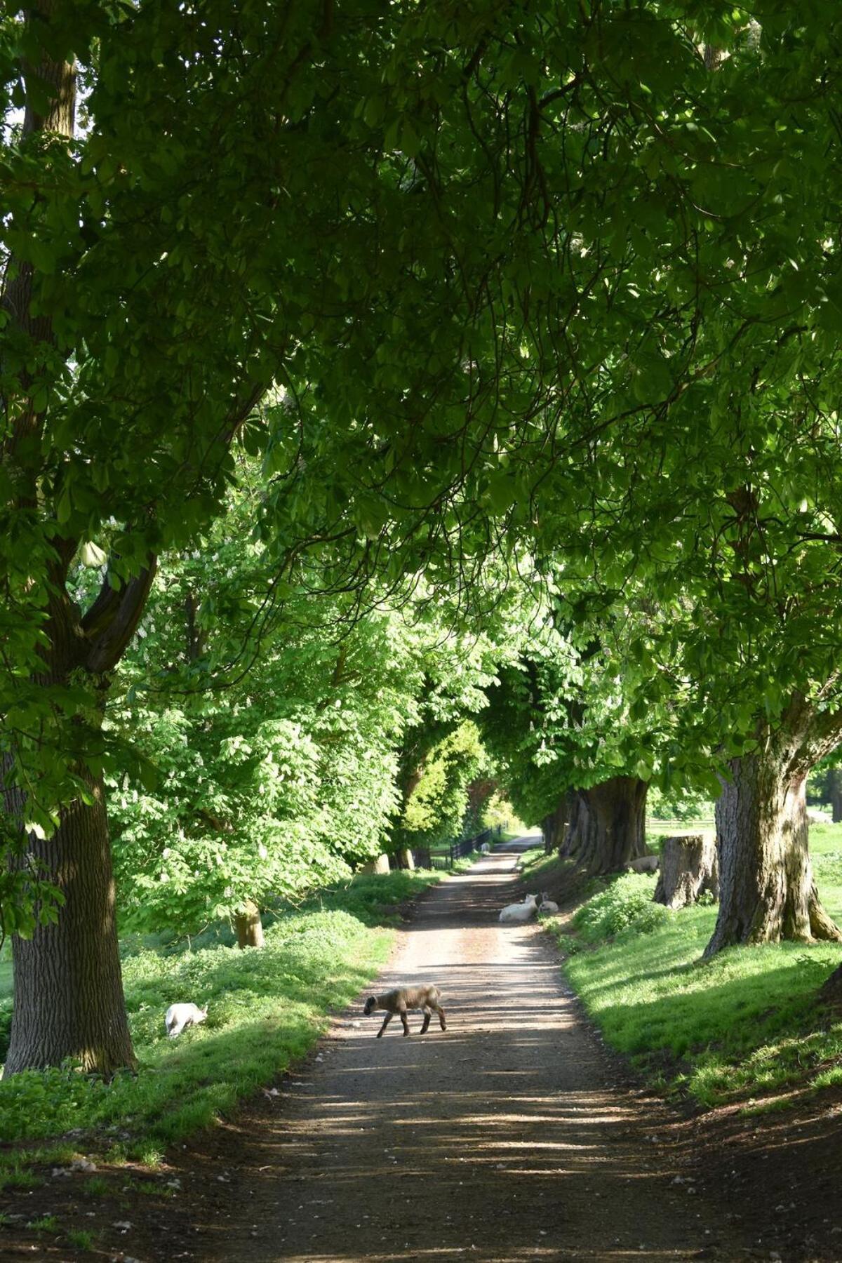 Lamb'S Lodge Mickleton Hills Chipping Campden Exteriér fotografie